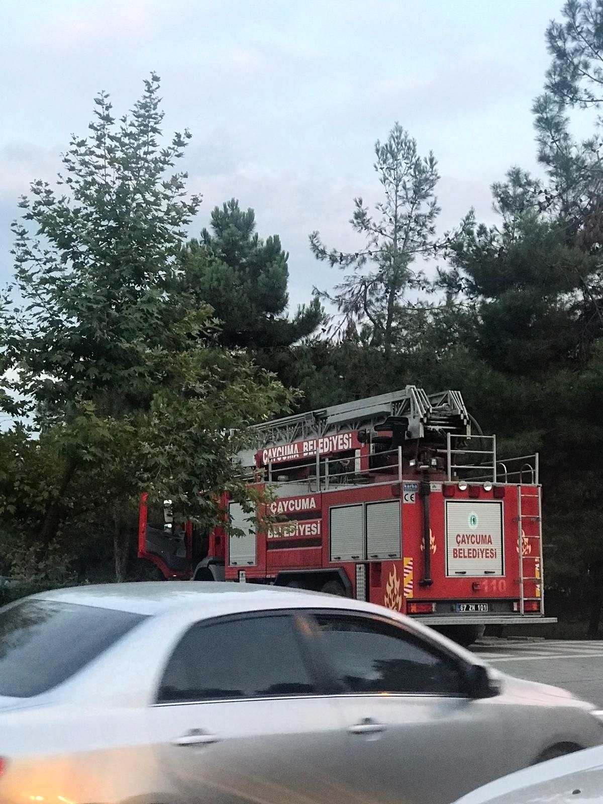 Ağaçta mahsur kalan kediyi itfaiye ekipleri kurtardı