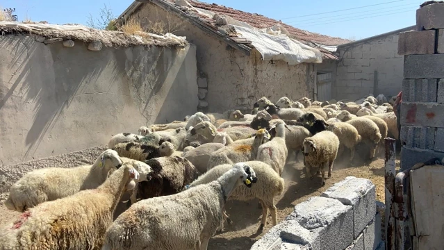 Aksaray'dan yangın bölgesine canlı hayvan desteği