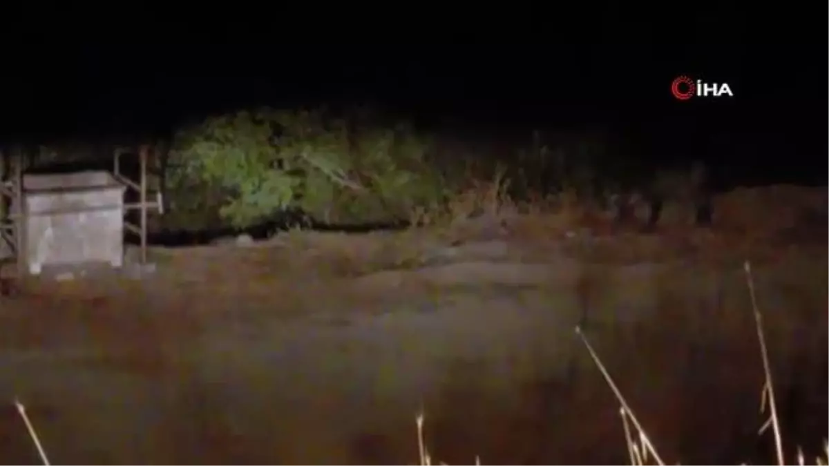 Mezbahaneyi mesken tutan ayı ve domuzlar kamerada