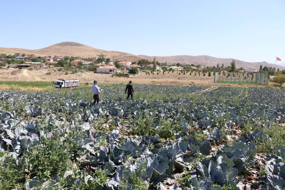 Türkiye\'nin lahana üretim merkezlerinden Niğde\'de verim ve kalite yüzleri güldürdü