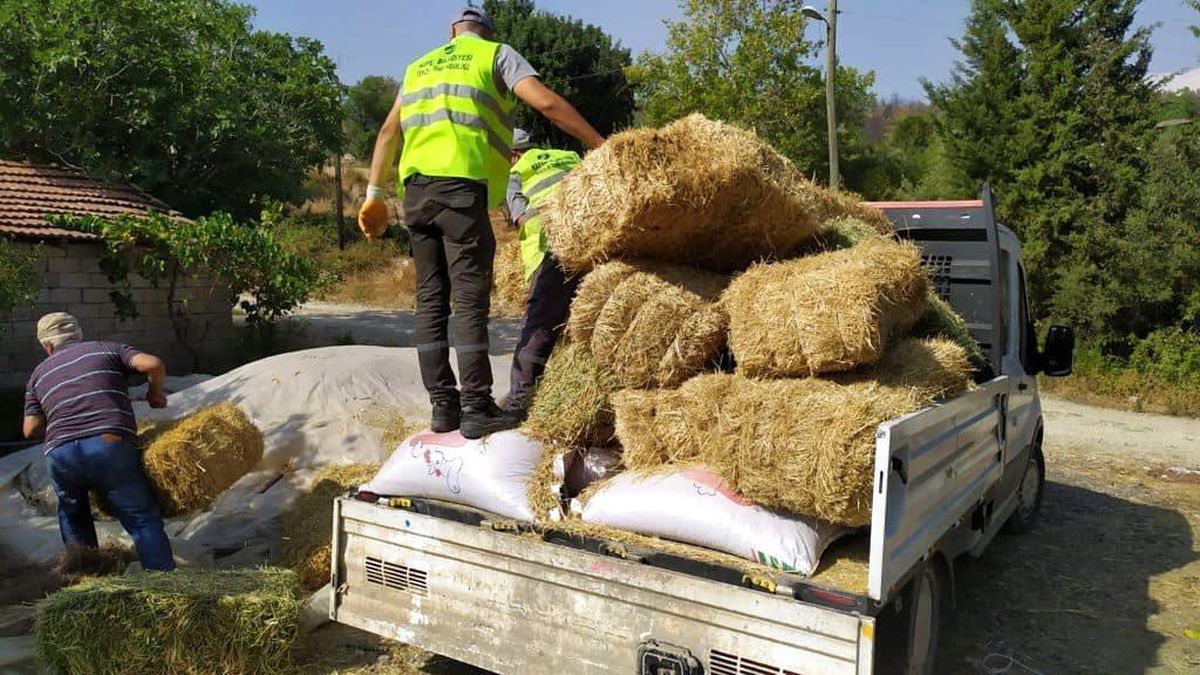 Afetzede besiciler için Kepez\'den yem ve saman desteği