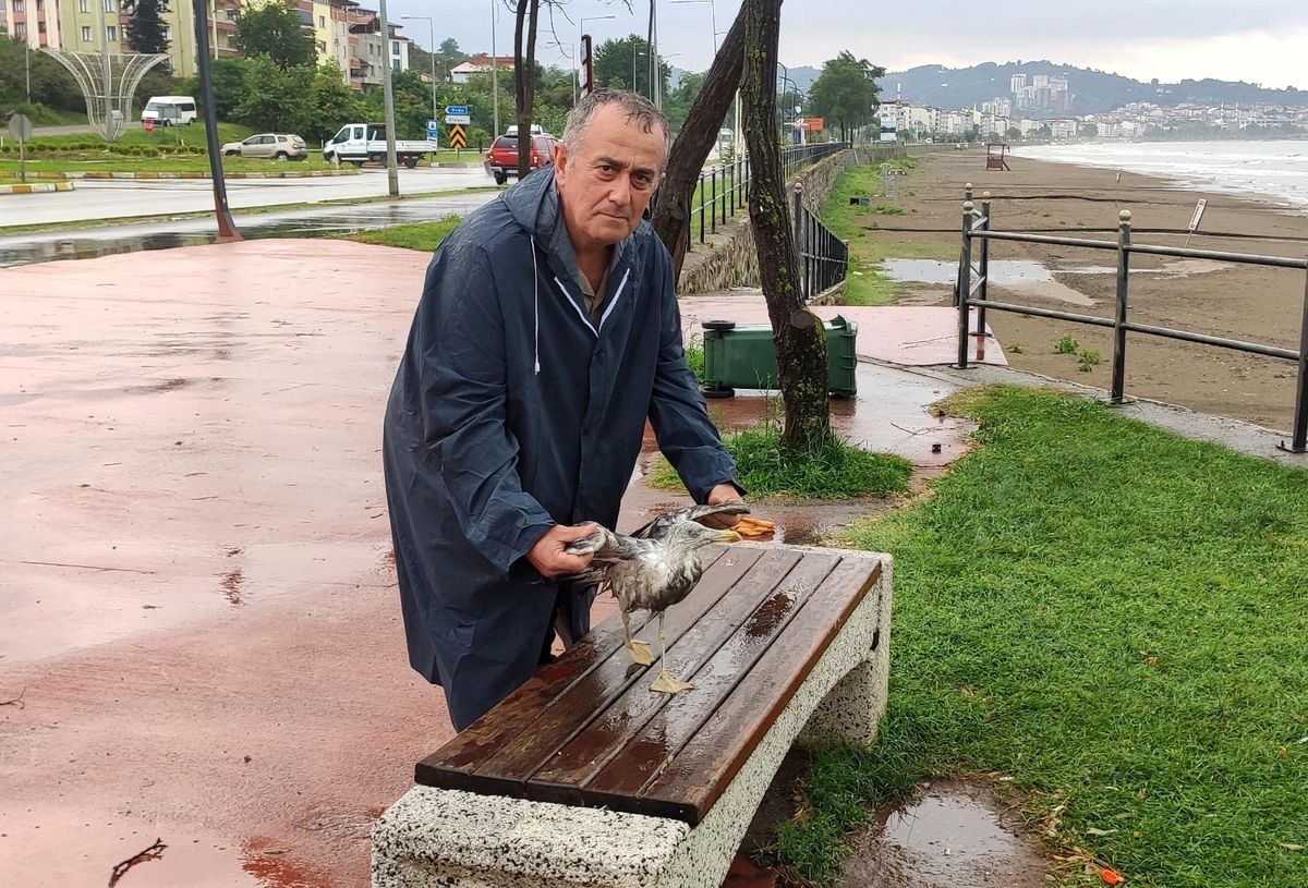 Başkan yardımcısının duyarlılığı martıyı hayata döndürdü