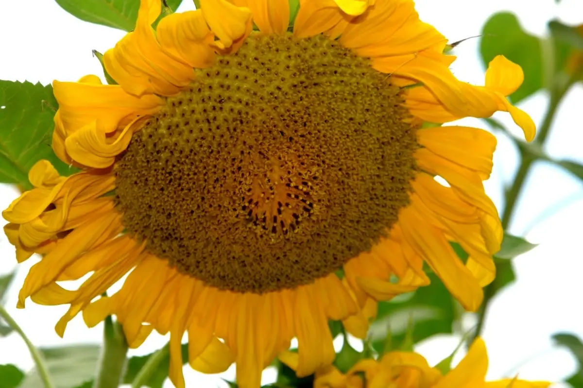 Son dakika haber | Bilecik\'in Pazaryeri\'nde ayçiçeklerin görsel şöleni