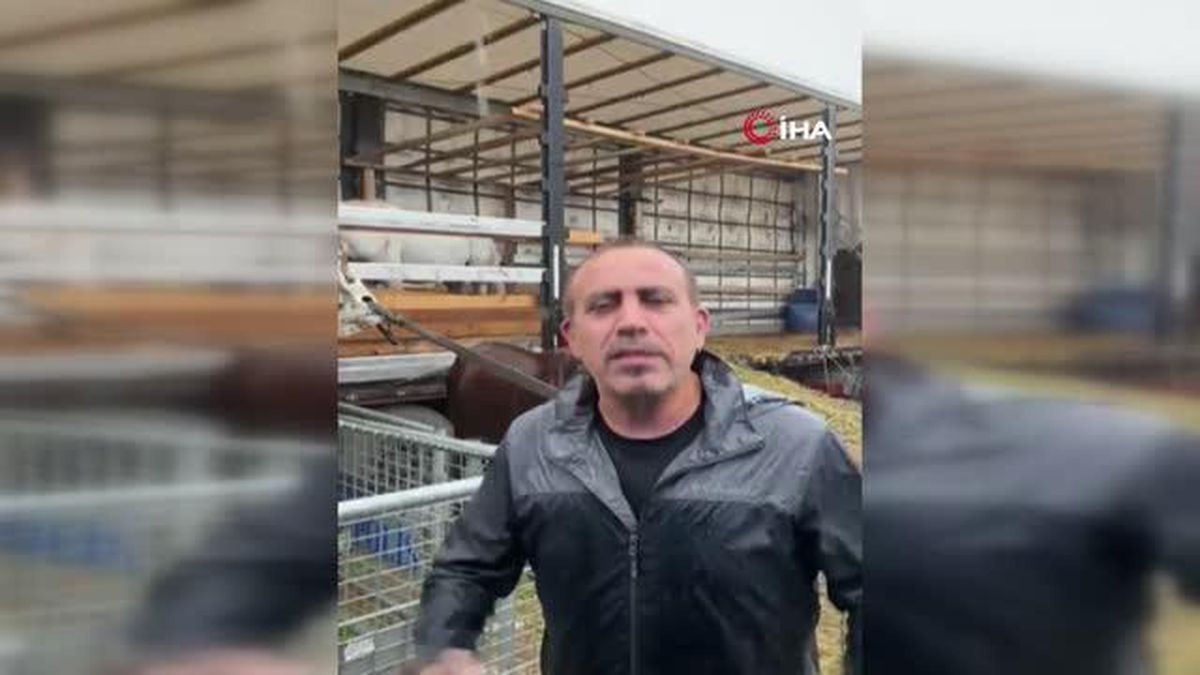 Gönüllüler tır dorsesinde ölüme terk edilen atlar için seferber oldu