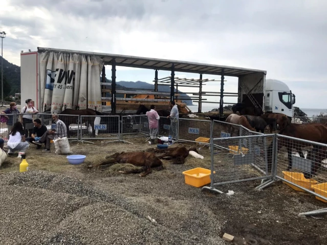 Hopa'da bir tır dorsesinde ölüme terk edilen atlar için gönüllüler seferber oldu