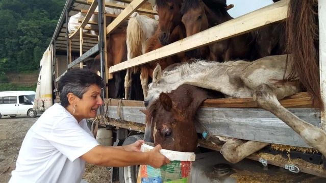 Hopa'da bir tır dorsesinde ölüme terk edilen atlar için gönüllüler seferber oldu
