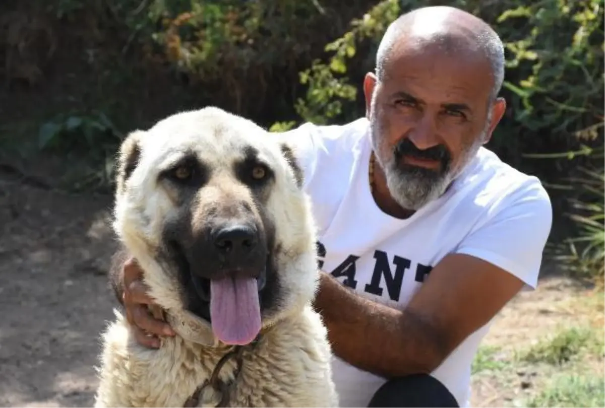 KANGAL KÖPEKLERİ \'İÇGÜDÜSEL\' KORUMA ÖZELLİĞİNE SAHİP