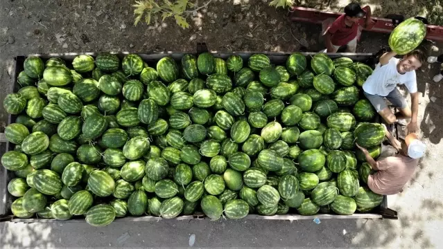 Karpuz ve kavun ekenin bu yıl yüzü güldü Karpuz ve kavun ekenin bu yıl yüzü güldü