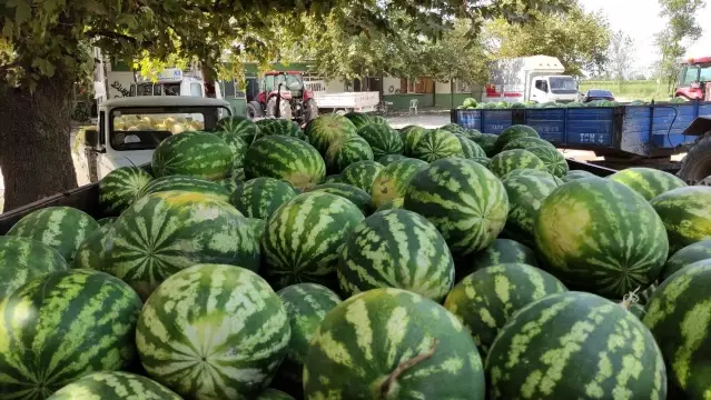 Karpuz ve kavun ekenin bu yıl yüzü güldü Karpuz ve kavun ekenin bu yıl yüzü güldü