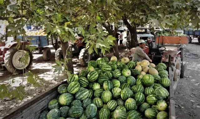 Karpuz ve kavun ekenin bu yıl yüzü güldü Karpuz ve kavun ekenin bu yıl yüzü güldü