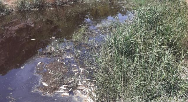 Son Dakika | Mersin Bozyazı'daki derede balık ölümleri görülmesi üzerine inceleme başlatıldı