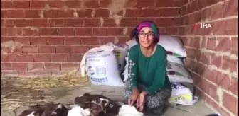 Üçüz doğuran inek veterineri de şaşırttı