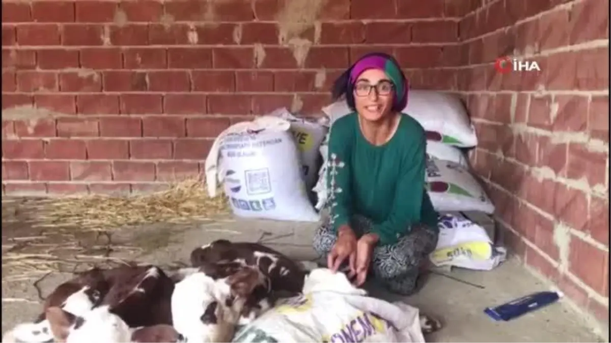 Üçüz doğuran inek veterineri de şaşırttı