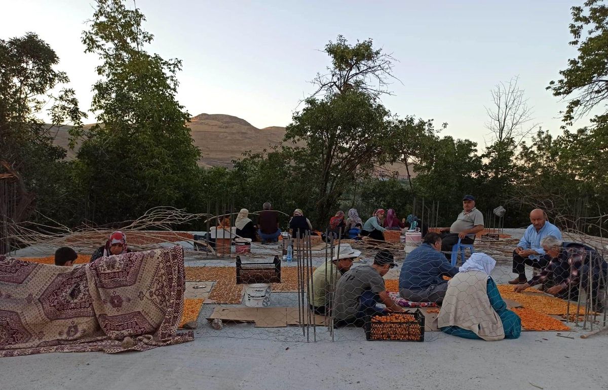 Van\'da kayısı kurutma dönemi başladı