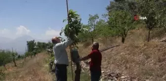 Verimsiz ceviz ağaçları kabuk altı aşısıyla verimli hale getiriliyor