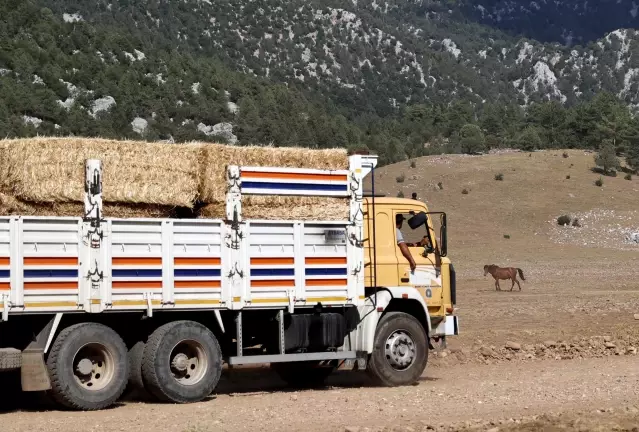 Yangın sonrası yılkı atları için ovaya tonlarca yem ve saman bırakıldı