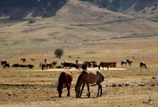 Yangın sonrası yılkı atları için ovaya tonlarca yem ve saman bırakıldı