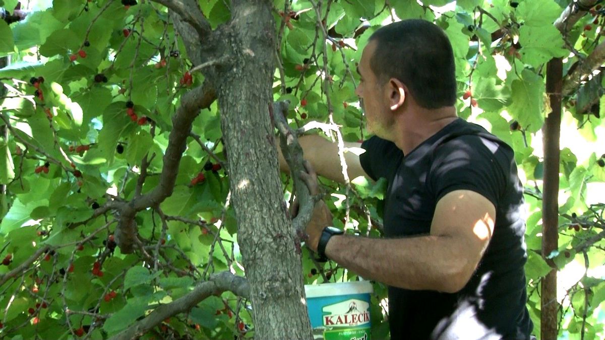 Ayaş\'ta asırlık ağaçlardan karadut hasadı