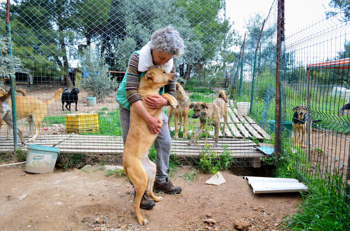 Azerbaycanlı kadın piyanist 200 kadar sokak hayvanına anne şefkati ile bakıyor