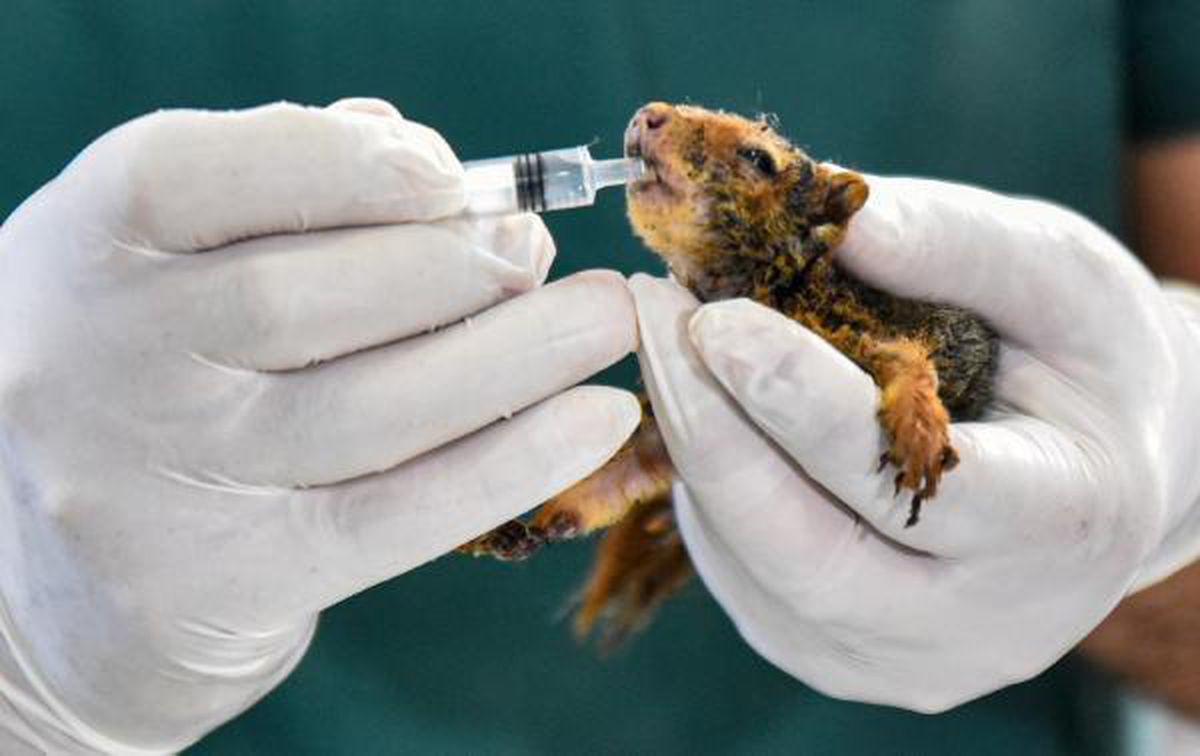Baby squirrel who survived the wildfires in intensive care