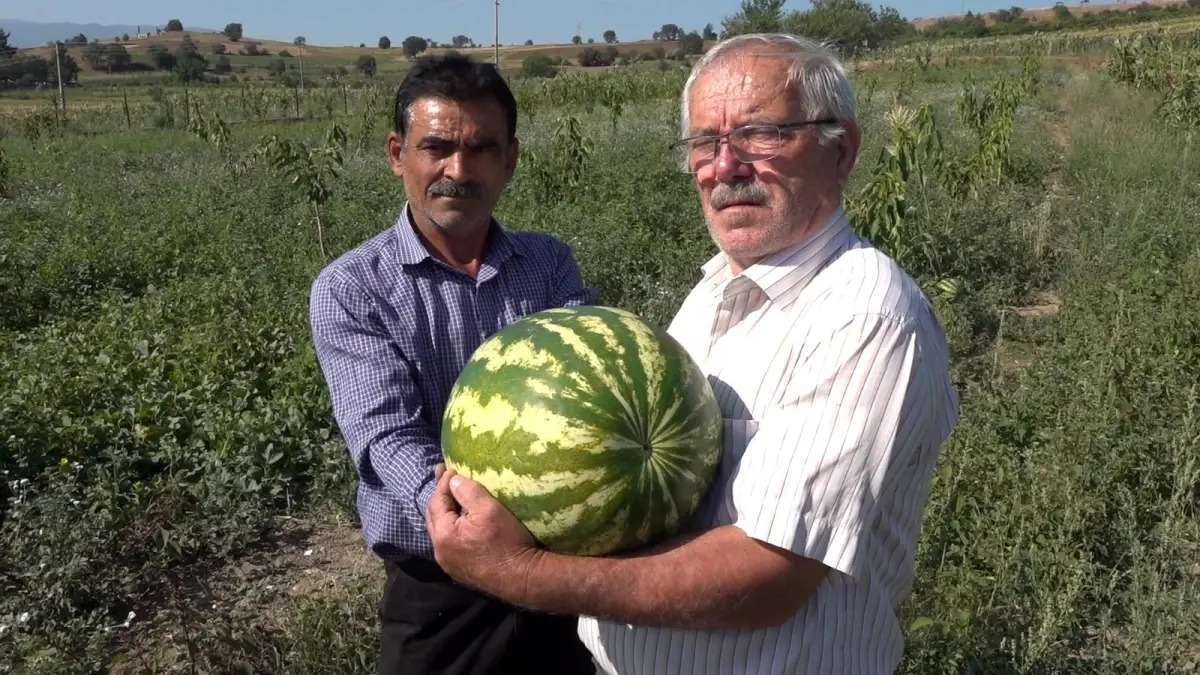 Dededen kalan tarlada, babadan kalan gelenek devam diyor! Yetişen sebze ve meyveler herkese ücretsiz dağıtıyor