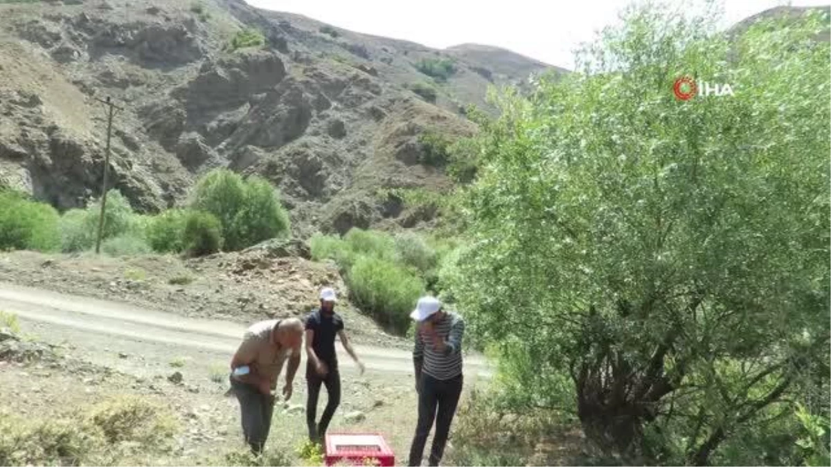 Erzincan\'da 400 kınalı keklik doğaya salındı