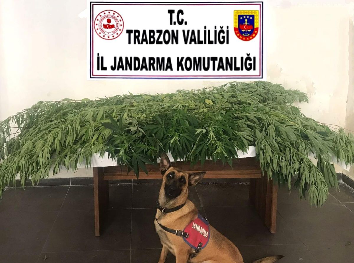 Fındık bahçesine kenevir ektiler