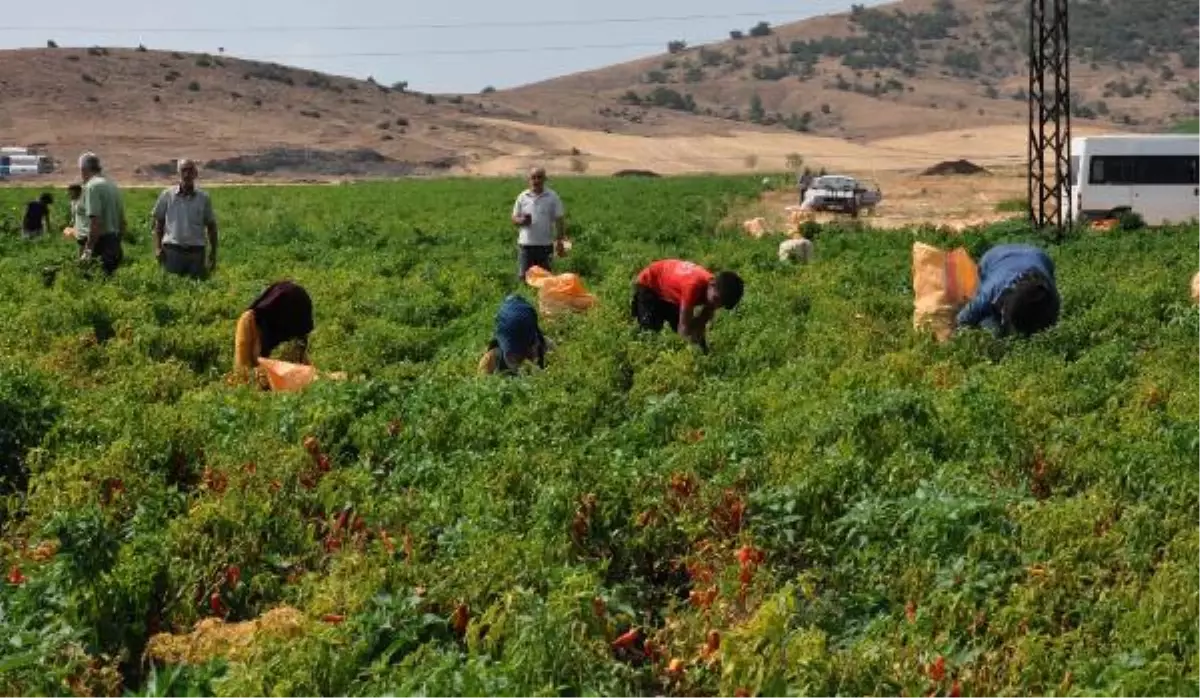 GAZİANTEP\'TE KIRMIZI BİBER HASADA BAŞLADI