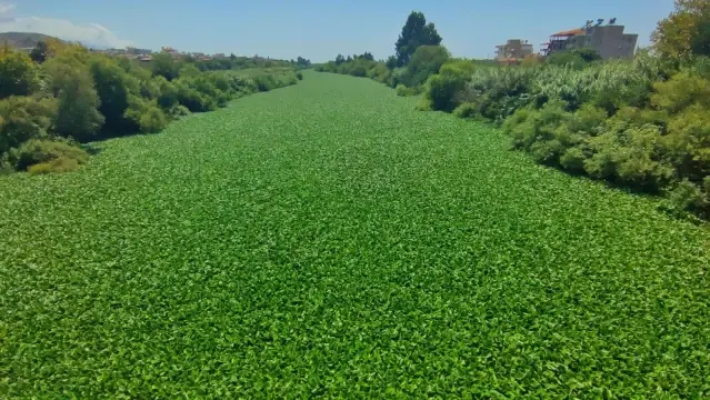 Hatay'da su sümbülleri Asi Nehri'ni istila etti