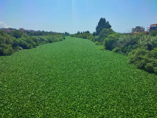 Hatay'da su sümbülleri Asi Nehri'ni istila etti