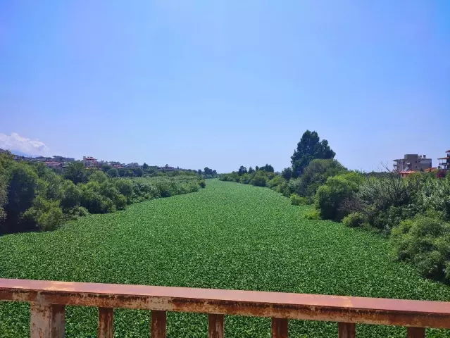 Hatay'da su sümbülleri Asi Nehri'ni istila etti