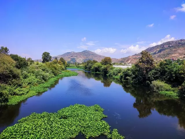 Hatay'da su sümbülleri Asi Nehri'ni istila etti
