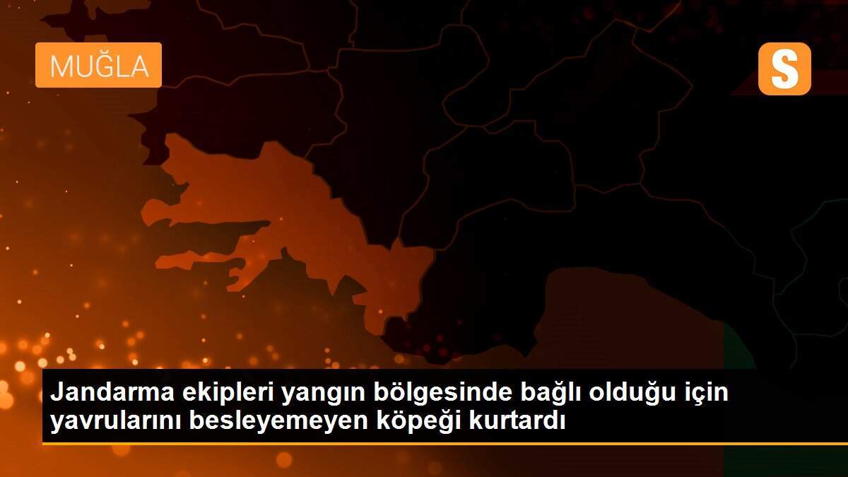 Jandarma ekipleri yangın bölgesinde bağlı olduğu için yavrularını besleyemeyen köpeği kurtardı
