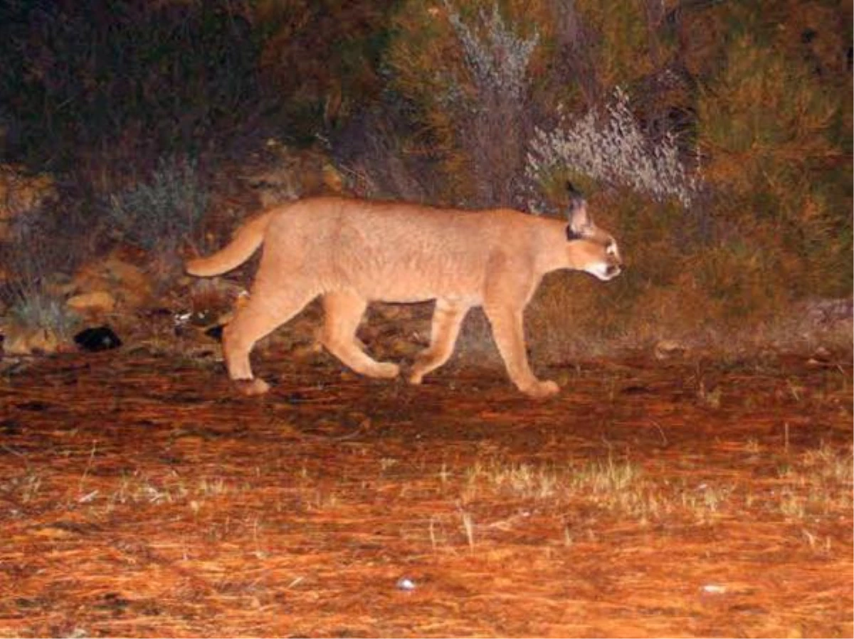 MUĞLA\'DA 65 BİN HEKTAR YANDI; KARAKULAK VE YABAN KEDİSİ ORMANI YOK OLUYOR