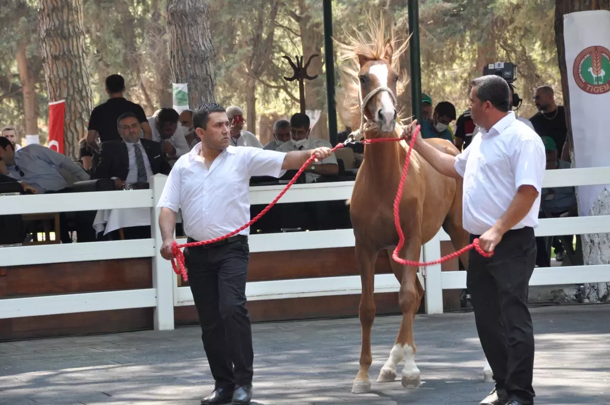 Safkan Arap taylarının satışından 8,5 milyon lira gelir elde edildi