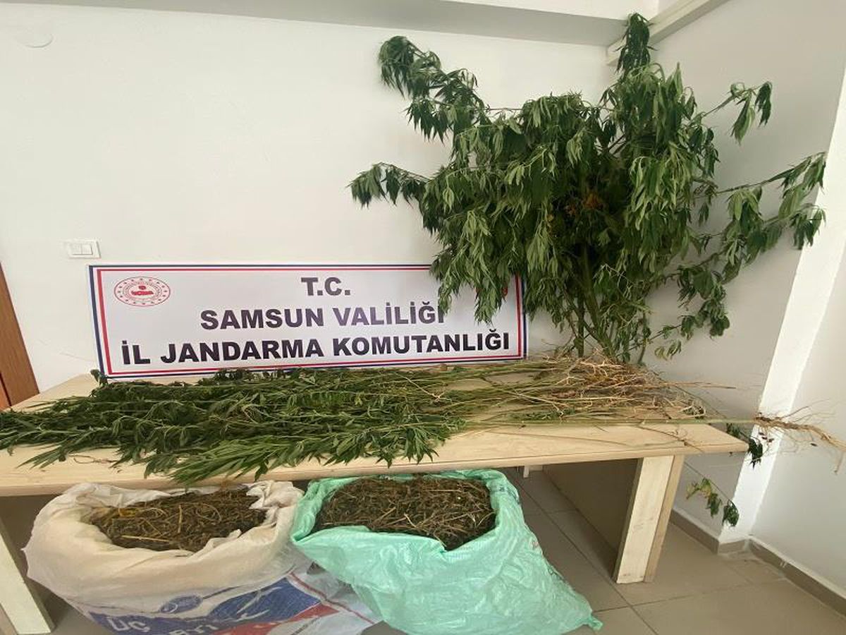 513 Kök Kenevir Bitkisi Ele Geçirilerek 14 Şüpheli Şahıs Gözaltına Alınmıştır