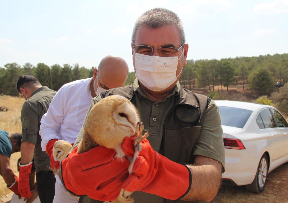 Şanlıurfa\'da tedavisi tamamlanan 12 peçeli baykuş doğaya bırakıldı