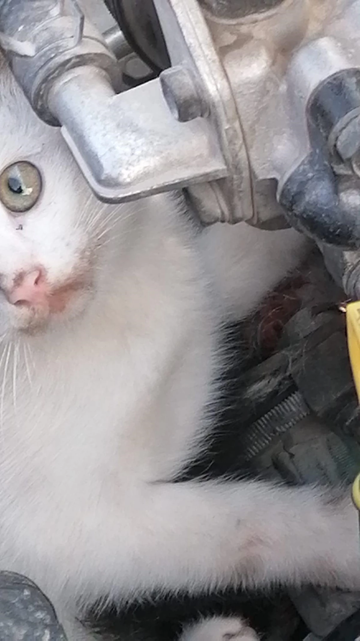 Son dakika gündem: Tokat\'ta otomobilin motor kısmında sıkışan kediyi itfaiye kurtardı