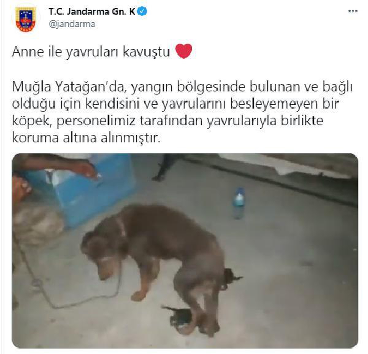 Son dakika haberleri | Yangın bölgesinde köpek ve yavrularına jandarma koruması