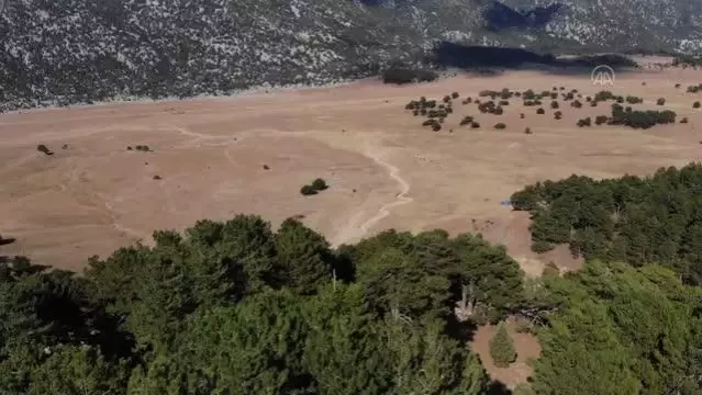 Yangın sonrası yılkı atları için ovaya tonlarca yem ve saman bırakıldı