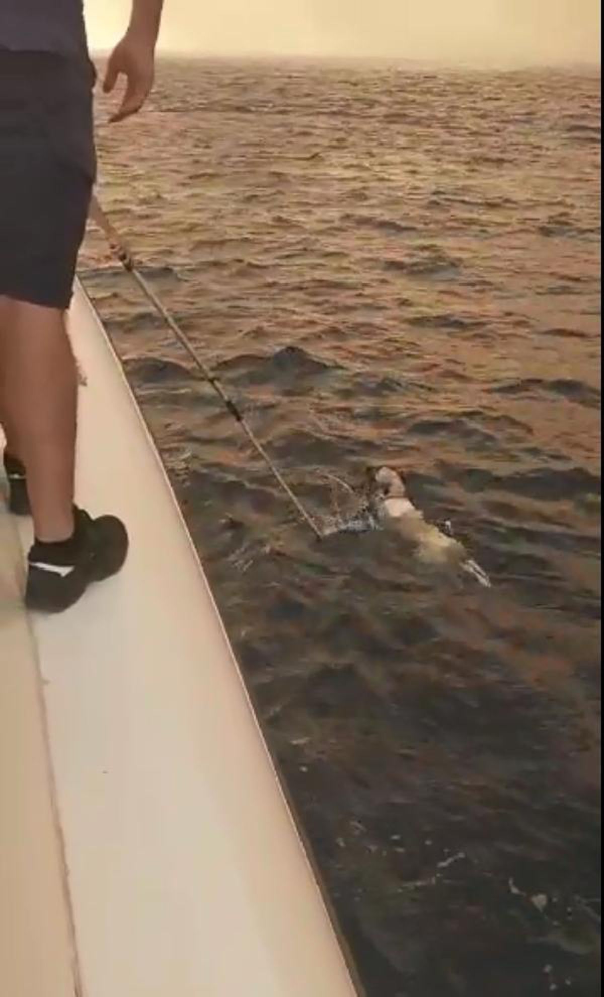 Son dakika haber... Yangından kaçıp denizde mahsur kalan köpek kurtarıldı
