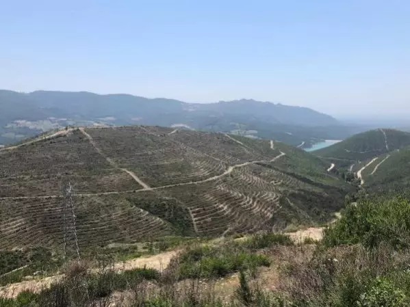 Adana'da yanan 280 futbol sahası büyüklüğündeki alan 5 ay sonra yemyeşil