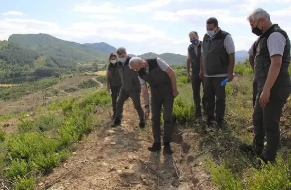 Adana'da yanan 280 futbol sahası büyüklüğündeki alan 5 ay sonra yemyeşil