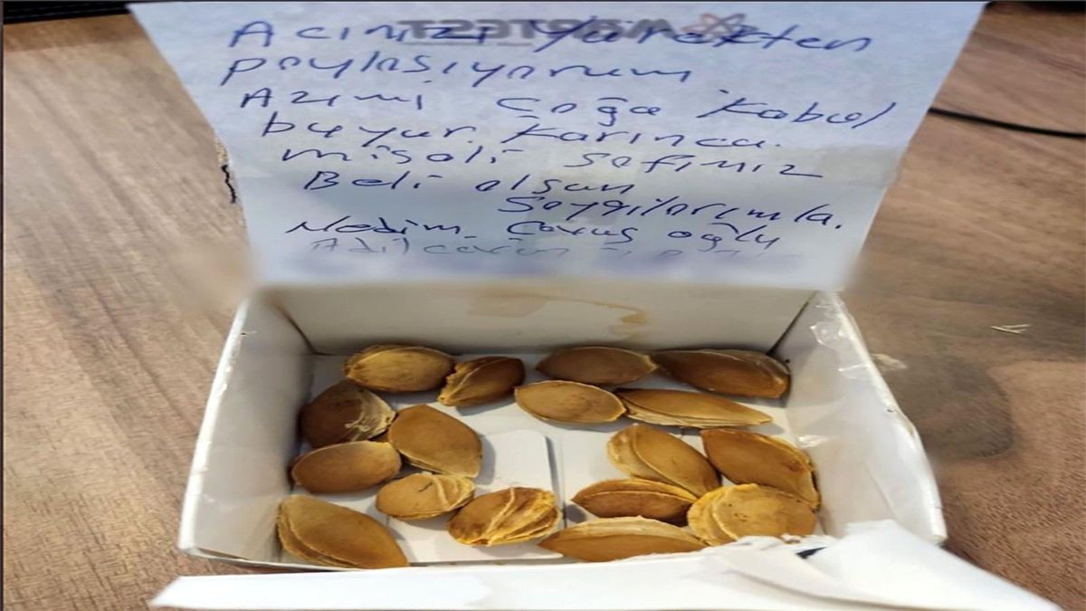 Adilcevaz\'dan Marmaris\'e kayısı çekirdeği