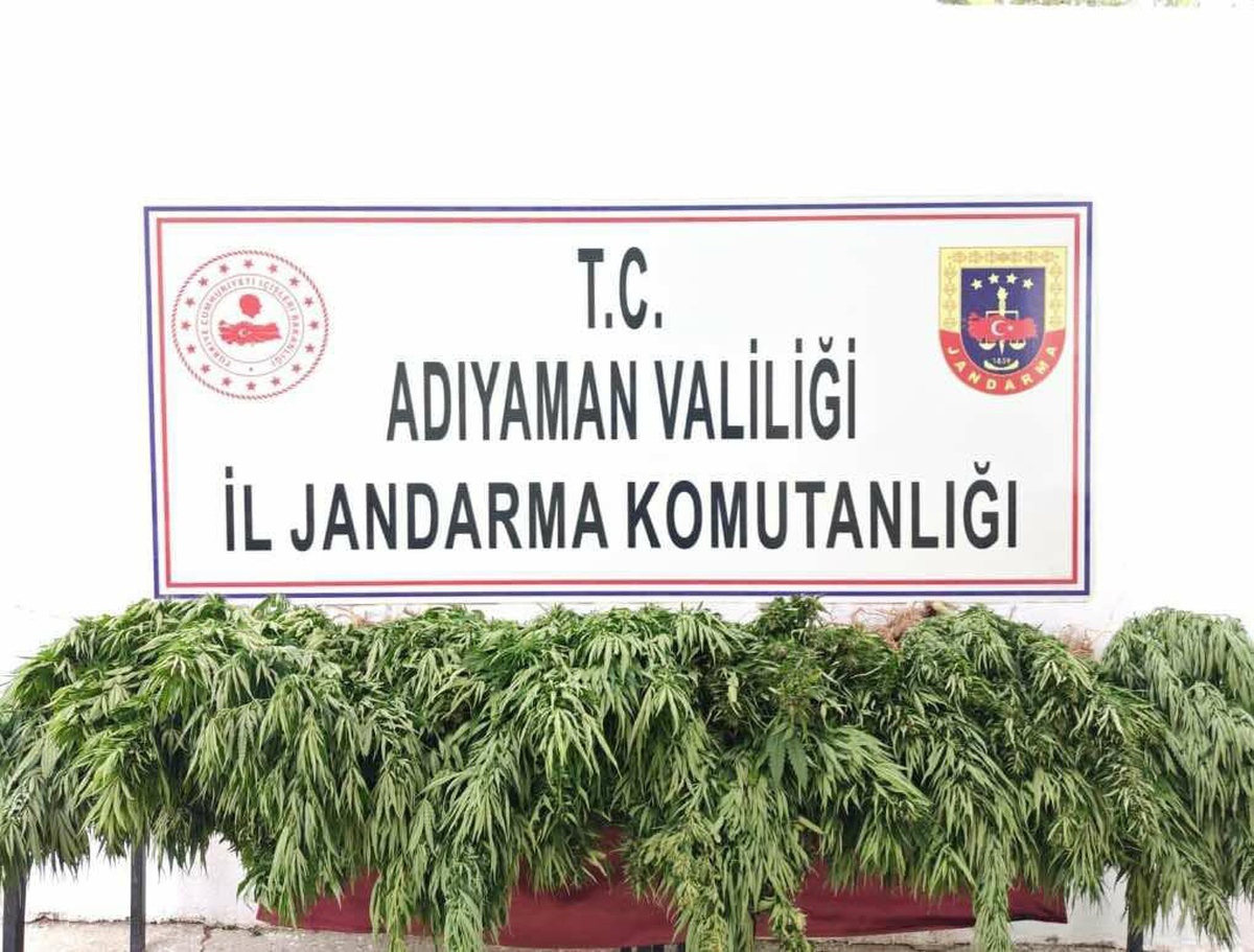 Adıyaman\'da 503 kök hint keneviri ele geçirdi