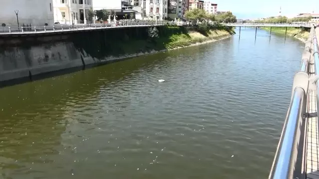 Son dakika haber: Asi Nehri'nde balık ölümleri korkutuyor Son dakika haber: Asi Nehri'nde balık ölümleri korkutuyor