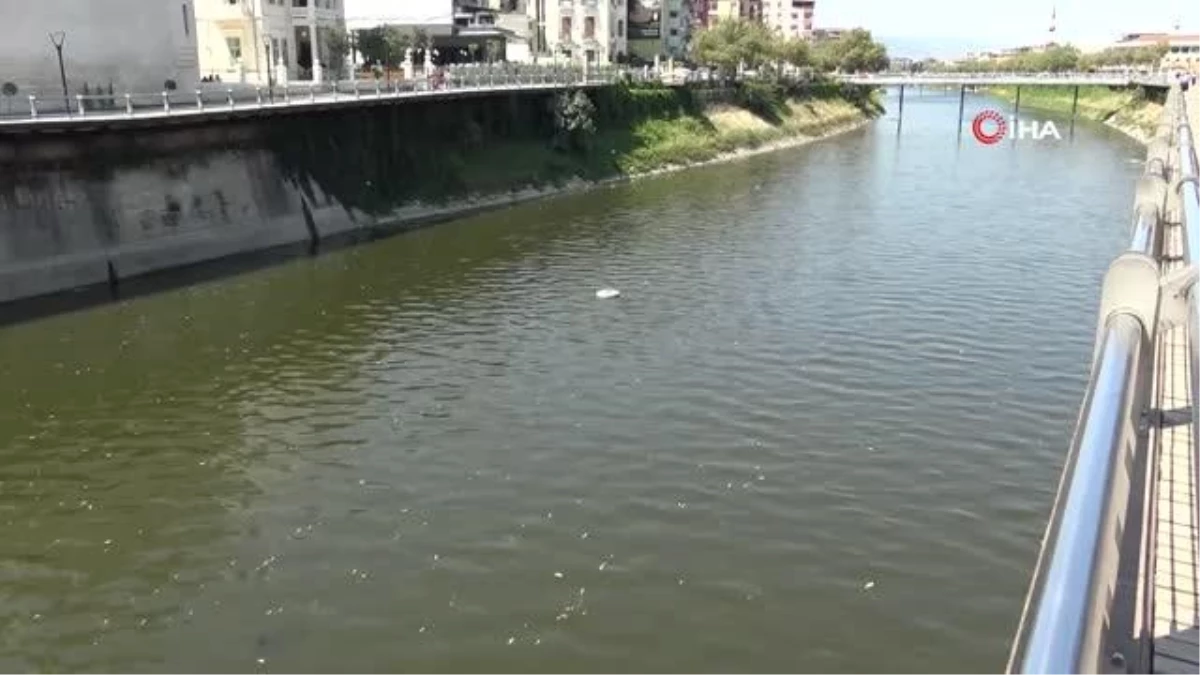 Son dakika haber: Asi Nehri\'nde balık ölümleri korkutuyor