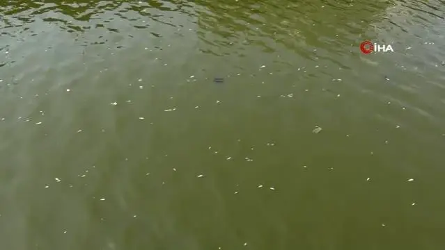 Son dakika haber: Asi Nehri'nde balık ölümleri korkutuyor Son dakika haber: Asi Nehri'nde balık ölümleri korkutuyor