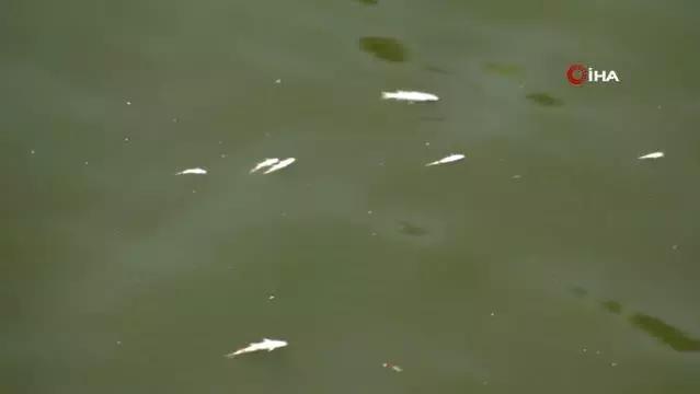 Son dakika haber: Asi Nehri'nde balık ölümleri korkutuyor Son dakika haber: Asi Nehri'nde balık ölümleri korkutuyor