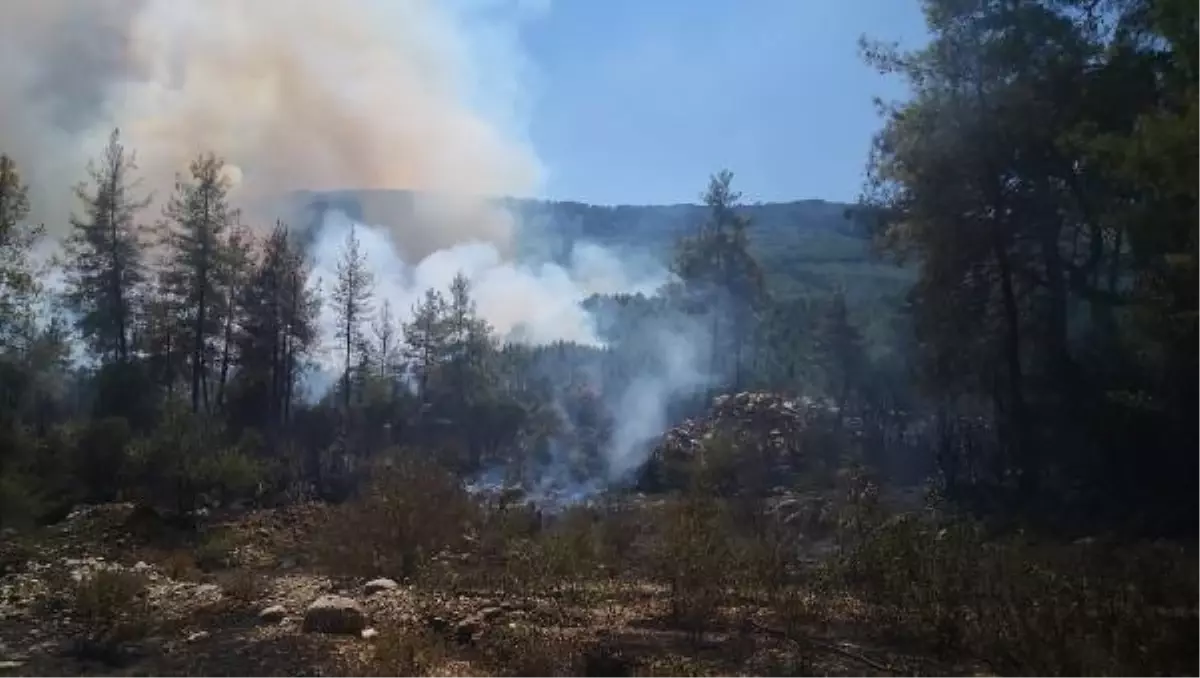 Son dakika! Bucak\'ta orman yangını (2)